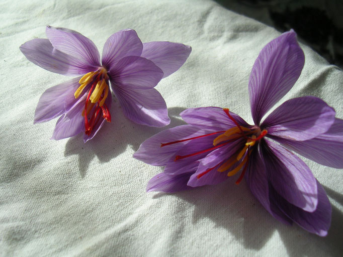 fleurs de safran ou crocus sativus